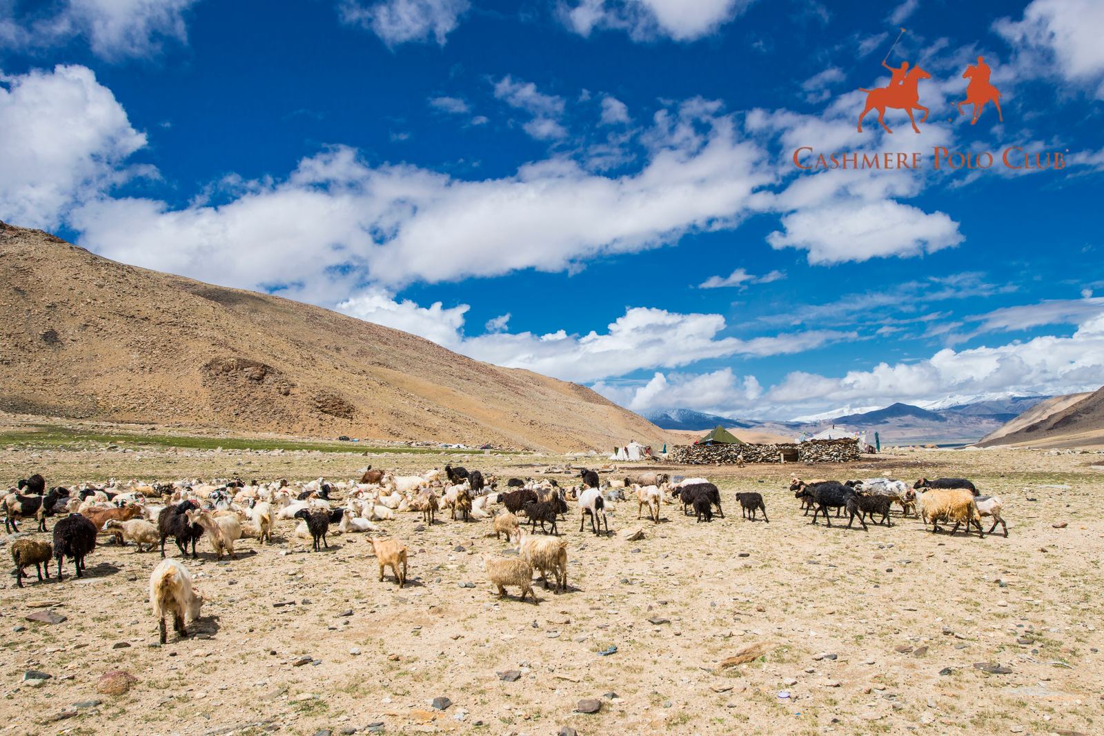 A herd of cashmere goats grazing in a highland mountain valley, the source of the raw fibre behind CPC knitwear